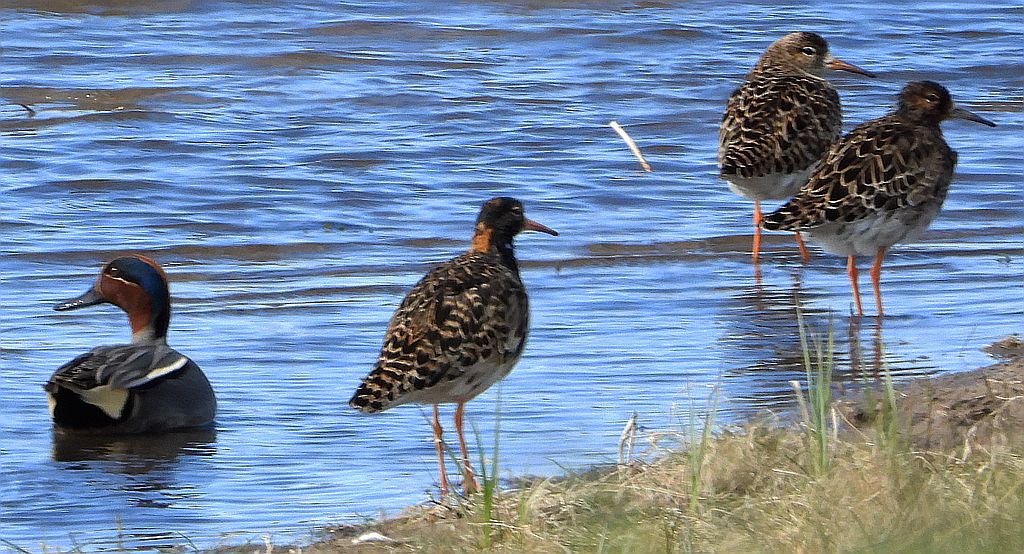 Batalion, bojownik batalion, bojownik zmienny, biegus bojownik, bojownik odmienny (Calidris pugnax) i cyraneczka zwyczajna, cyraneczka (Anas crecca)