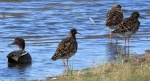 Batalion, bojownik batalion, bojownik zmienny, biegus bojownik, bojownik odmienny (Calidris pugnax) i cyraneczka zwyczajna, cyraneczka (Anas crecca)