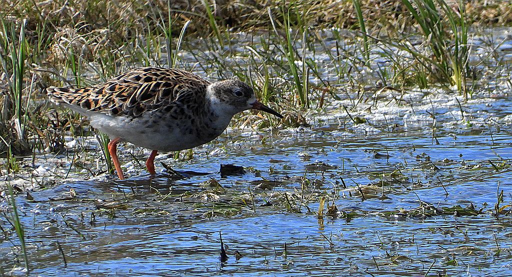 Batalion, bojownik batalion, bojownik zmienny, biegus bojownik, bojownik odmienny (Calidris pugnax)