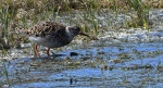 Batalion, bojownik batalion, bojownik zmienny, biegus bojownik, bojownik odmienny (Calidris pugnax)