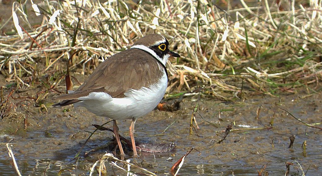 Sieweczka rzeczna, siewka rzeczna, dżdżownik rzeczny (Charadrius dubius)
