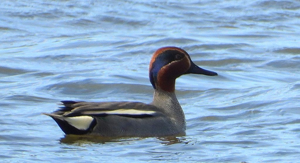 Cyraneczka zwyczajna, cyraneczka (Anas crecca)