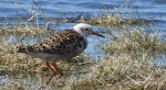 Batalion, bojownik batalion, bojownik zmienny, biegus bojownik, bojownik odmienny (Calidris pugnax)