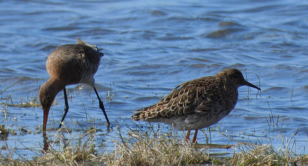 Rycyk, szlamik rycyk, szlamnik rycyk (Limosa limosa) i batalion, bojownik batalion, bojownik zmienny, biegus bojownik, bojownik odmienny (Calidris pugnax)