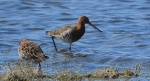 Rycyk, szlamik rycyk, szlamnik rycyk (Limosa limosa) i batalion, bojownik batalion, bojownik zmienny, biegus bojownik, bojownik odmienny (Calidris pugnax)