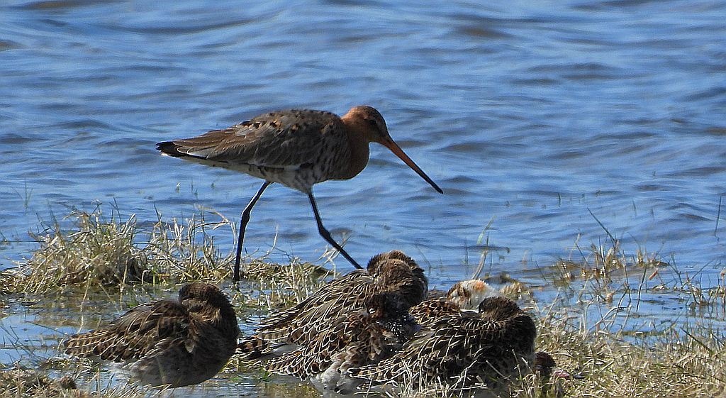 Rycyk, szlamik rycyk, szlamnik rycyk (Limosa limosa)