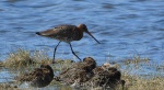 Rycyk, szlamik rycyk, szlamnik rycyk (Limosa limosa)