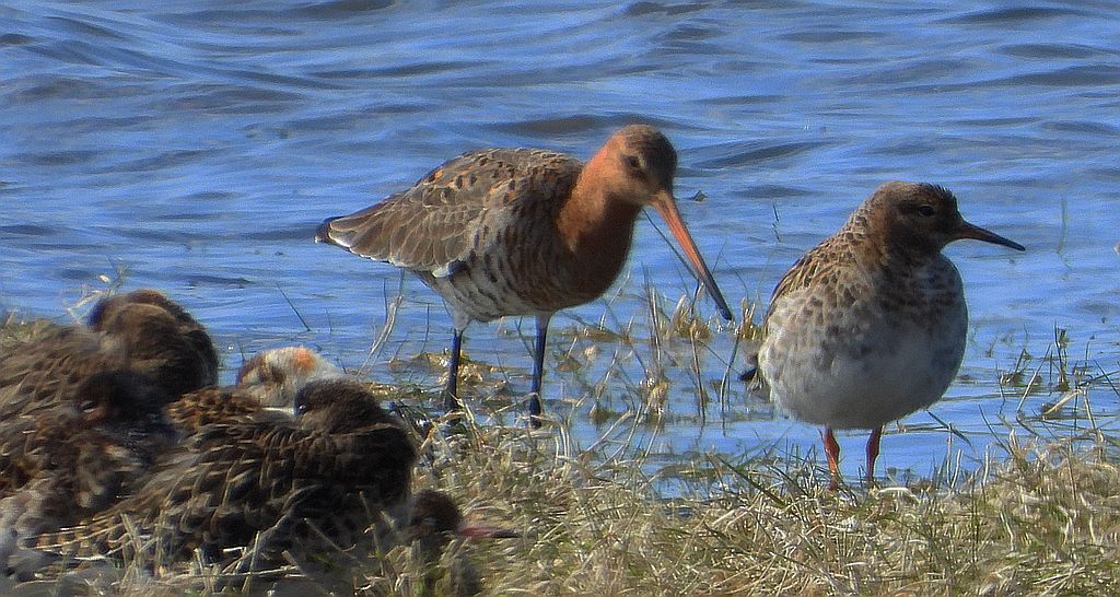Rycyk, szlamik rycyk, szlamnik rycyk (Limosa limosa) i batalion, bojownik batalion, bojownik zmienny, biegus bojownik, bojownik odmienny (Calidris pugnax)