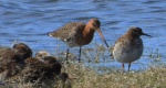 Rycyk, szlamik rycyk, szlamnik rycyk (Limosa limosa) i batalion, bojownik batalion, bojownik zmienny, biegus bojownik, bojownik odmienny (Calidris pugnax)