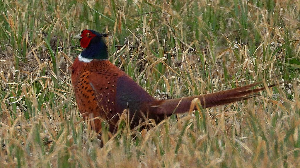 Bażant zwyczajny, bażant (Phasianus colchicus)