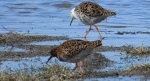 Batalion, bojownik batalion, bojownik zmienny, biegus bojownik, bojownik odmienny (Calidris pugnax)