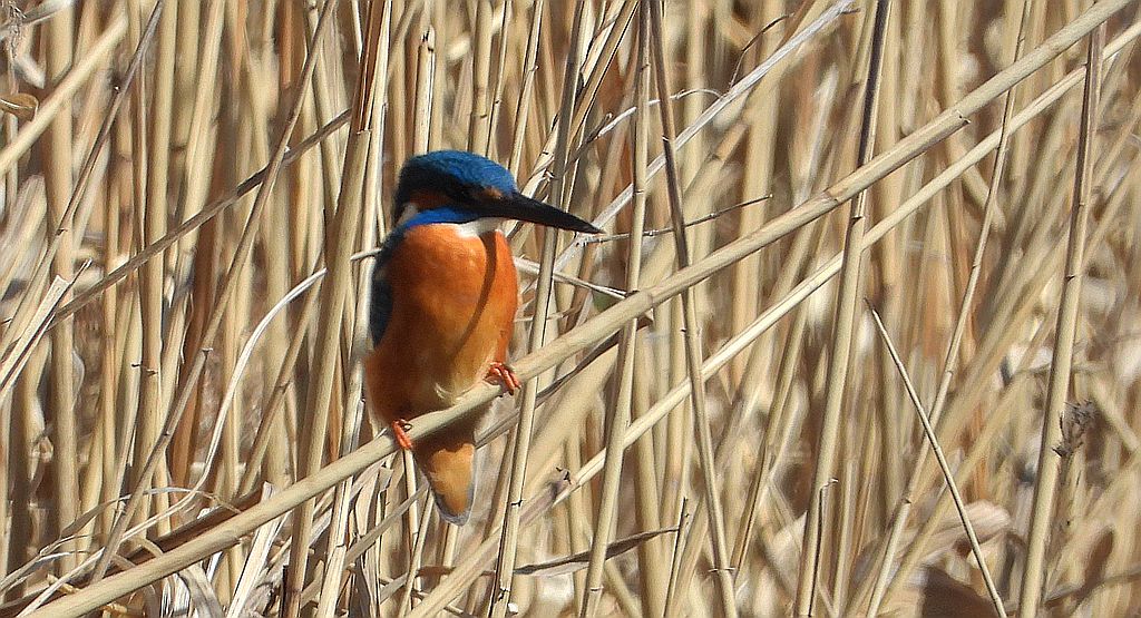 Zimorodek zwyczajny, zimorodek (Alcedo atthis)