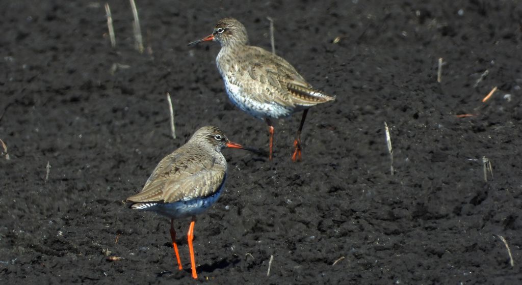 Krwawodziób, brodziec krwawodzioby (Tringa totanus)
