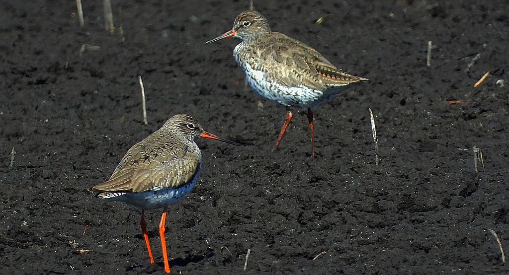 Krwawodziób, brodziec krwawodzioby (Tringa totanus)