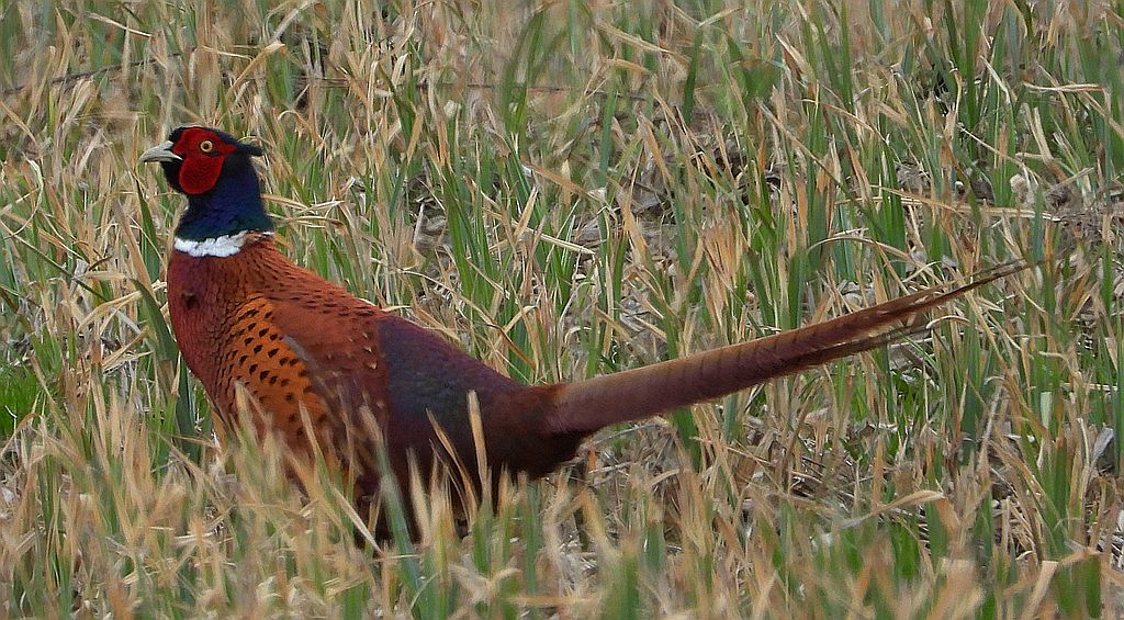 Bażant zwyczajny, bażant (Phasianus colchicus)