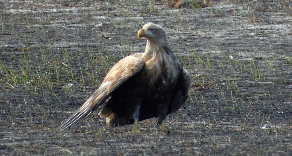 Bielik, orzeł bielik, birkut (Haliaeetus albicilla)