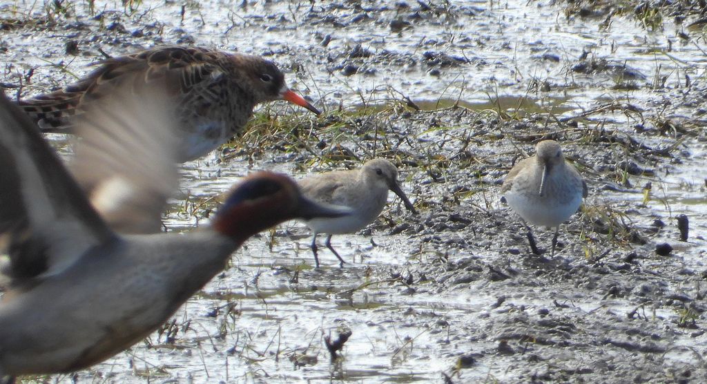 Batalion, bojownik batalion, bojownik zmienny, biegus bojownik, bojownik odmienny (Calidris pugnax), cyraneczka zwyczajna, cyraneczka (Anas crecca) i biegus zmienny (Calidris alpina)