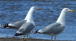 Mewa srebrzysta (Larus argentatus)