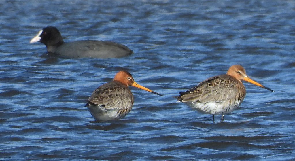 Rycyk, szlamik rycyk, szlamnik rycyk (Limosa limosa) i łyska zwyczajna, łyska (Fulica atra)