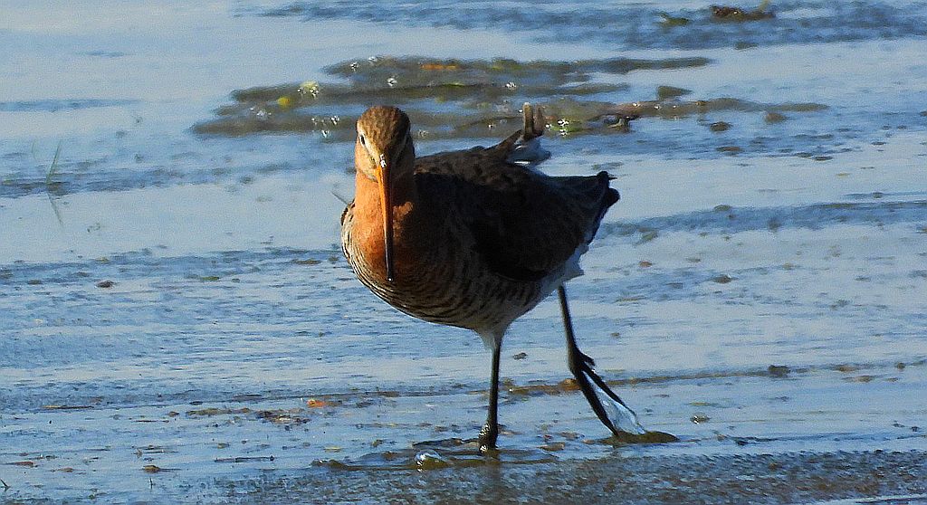 Rycyk, szlamik rycyk, szlamnik rycyk (Limosa limosa)