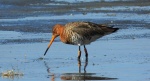 Rycyk, szlamik rycyk, szlamnik rycyk (Limosa limosa)