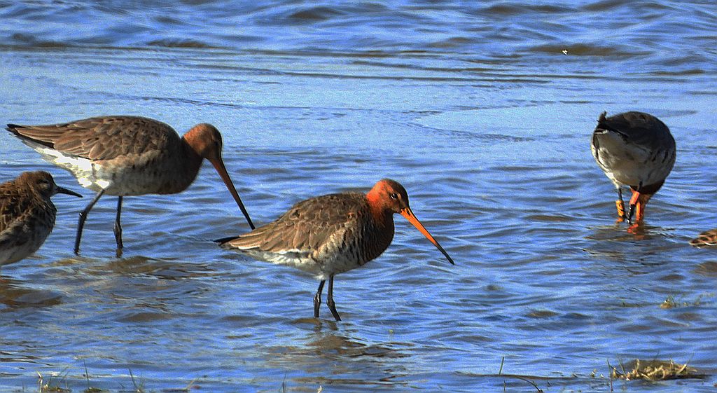 Rycyk, szlamik rycyk, szlamnik rycyk (Limosa limosa)