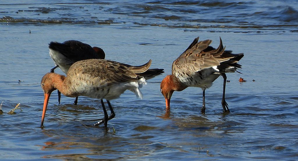 Rycyk, szlamik rycyk, szlamnik rycyk (Limosa limosa)