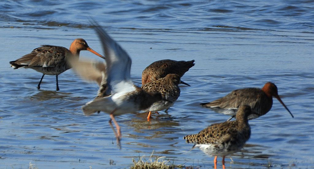 Rycyk, szlamik rycyk, szlamnik rycyk (Limosa limosa) i batalion, bojownik batalion, bojownik zmienny, biegus bojownik, bojownik odmienny (Calidris pugnax)