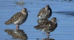 Batalion, bojownik batalion, bojownik zmienny, biegus bojownik, bojownik odmienny (Calidris pugnax)