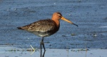 Rycyk, szlamik rycyk, szlamnik rycyk (Limosa limosa)