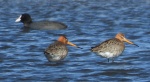 Rycyk, szlamik rycyk, szlamnik rycyk (Limosa limosa) i łyska zwyczajna, łyska (Fulica atra)