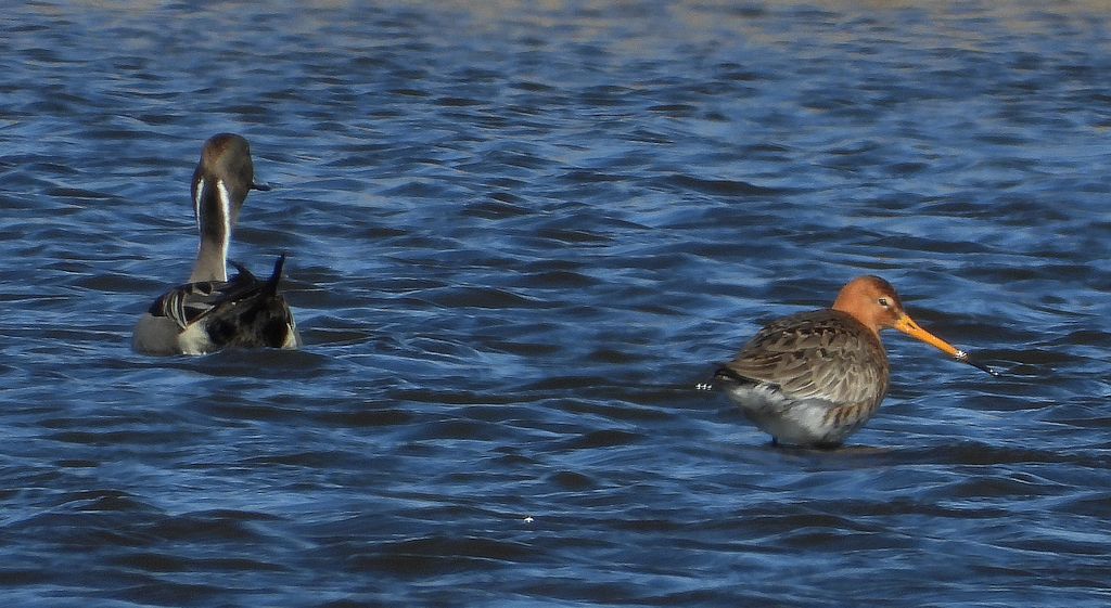 Rożeniec zwyczajny, różeniec (Anas acuta) i rycyk, szlamik rycyk, szlamnik rycyk (Limosa limosa)