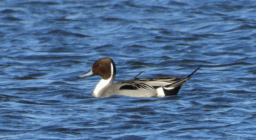 Rożeniec zwyczajny, różeniec (Anas acuta)