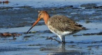 Rycyk, szlamik rycyk, szlamnik rycyk (Limosa limosa)