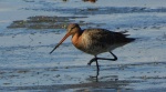 Rycyk, szlamik rycyk, szlamnik rycyk (Limosa limosa)