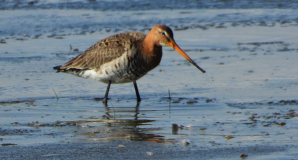 Rycyk, szlamik rycyk, szlamnik rycyk (Limosa limosa)
