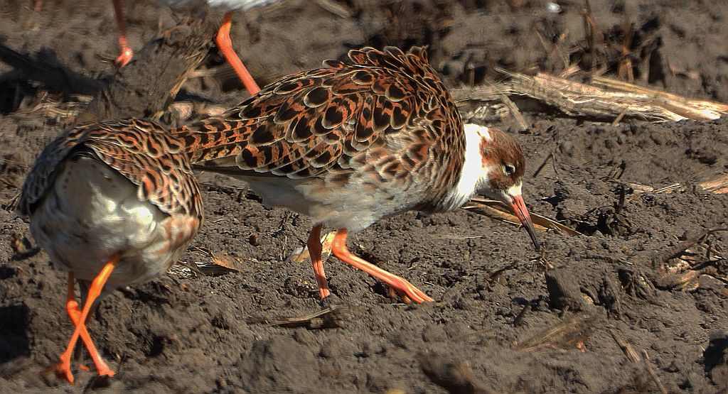 Batalion, bojownik batalion, bojownik zmienny, biegus bojownik, bojownik odmienny (Calidris pugnax)