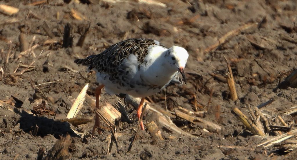 Batalion, bojownik batalion, bojownik zmienny, biegus bojownik, bojownik odmienny (Calidris pugnax)