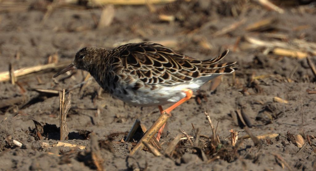 Batalion, bojownik batalion, bojownik zmienny, biegus bojownik, bojownik odmienny (Calidris pugnax)