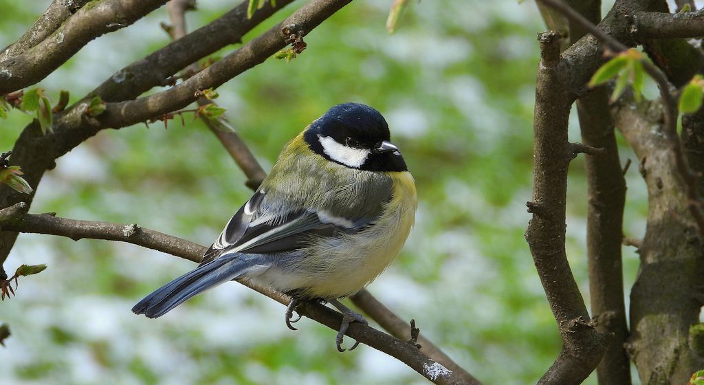 Bogatka zwyczajna, sikora bogatka (Parus major)