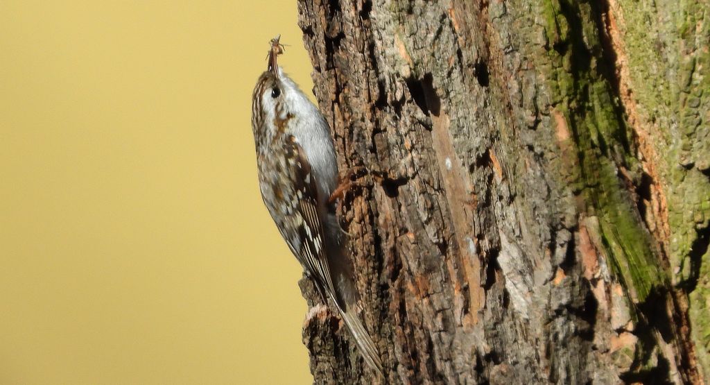Pełzacz leśny (Certhia familiaris)