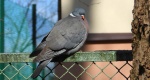 Grzywacz, gołąb grzywacz (Columba palumbus)