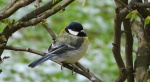 Bogatka zwyczajna, sikora bogatka (Parus major)