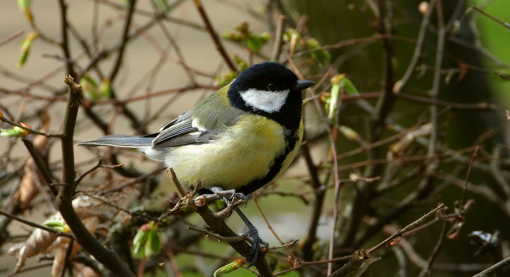 Bogatka zwyczajna, sikora bogatka (Parus major)
