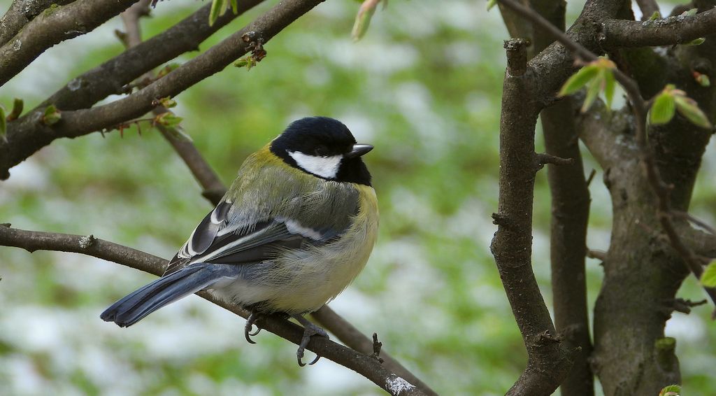 Bogatka zwyczajna, sikora bogatka (Parus major)