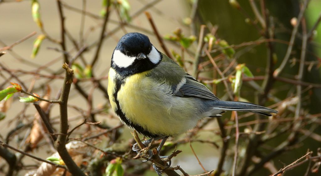 Bogatka zwyczajna, sikora bogatka (Parus major)