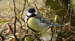 Bogatka zwyczajna, sikora bogatka (Parus major)