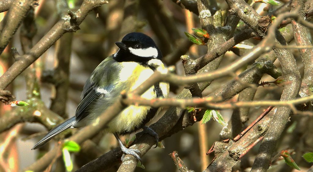 Bogatka zwyczajna, sikora bogatka (Parus major)