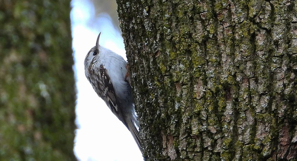 Pełzacz leśny (Certhia familiaris)