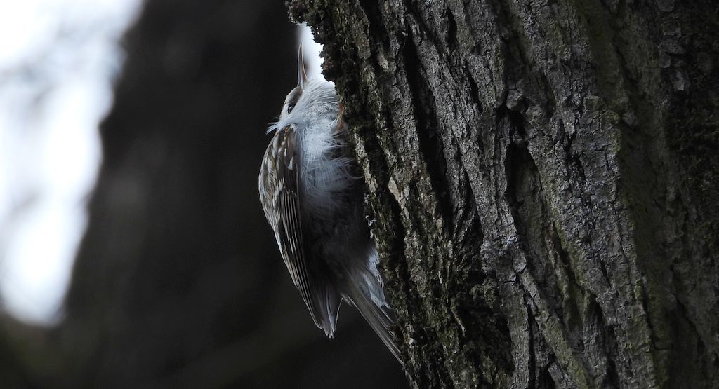 Pełzacz leśny (Certhia familiaris)